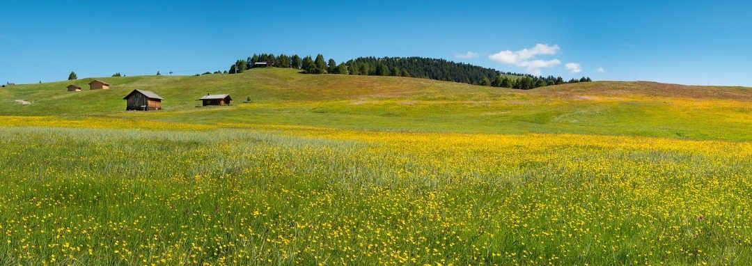 La flore protégée de la vallée de la Maurienne